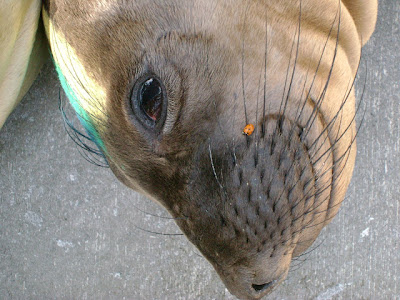 seal+and+ladybug - Volunteering - Kindness Matters