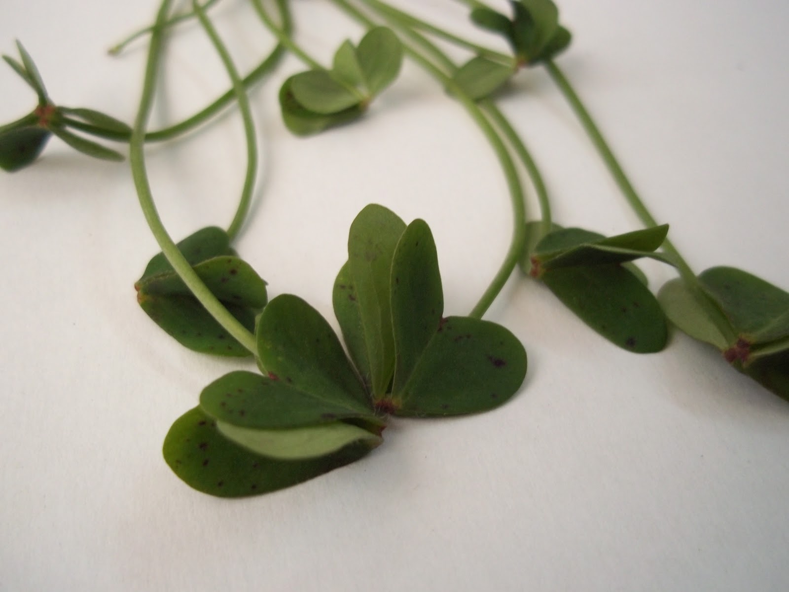 Heart shaped leaf name