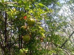 Pomegranate from the Farm.