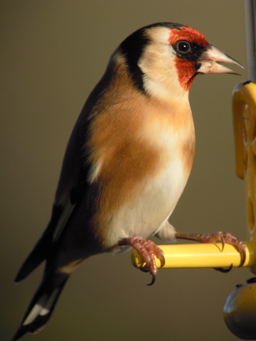 A Cotswold Year: Goldfinch