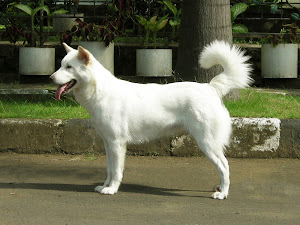 Kintamani Bali Dog