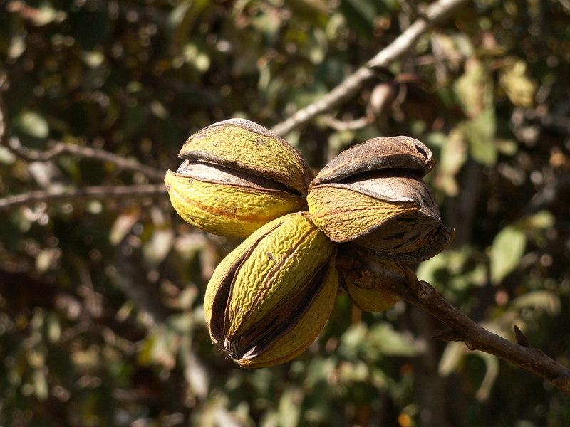 Pecans Health Benefits Health Tips