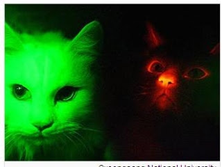 螢光貓 抵抗愛滋