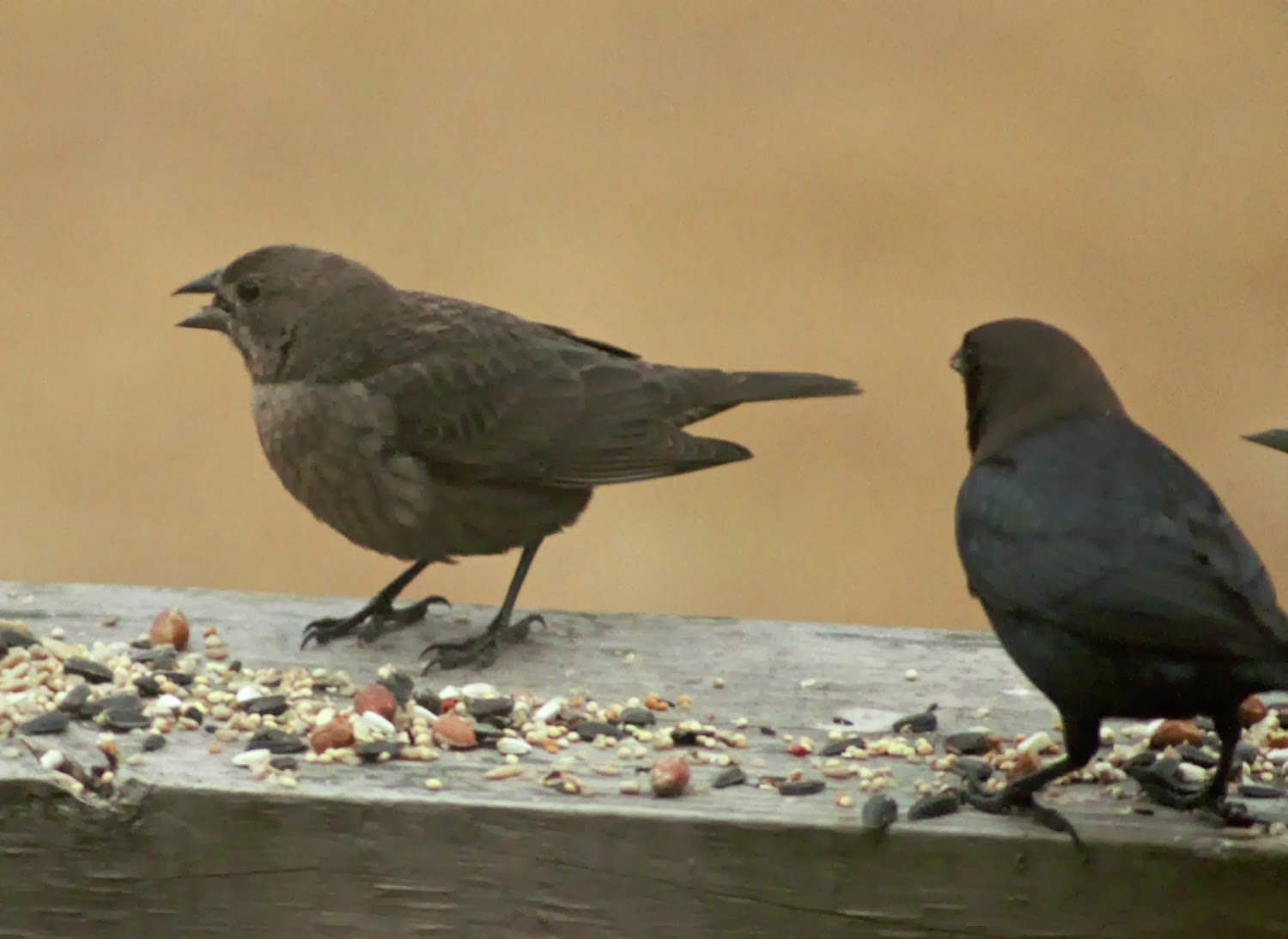 A Breath of Nature BrownHeaded Cowbirds Nuisance at the Feeders