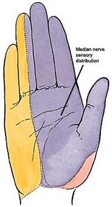 Rudy's Training Blog: Median Nerve