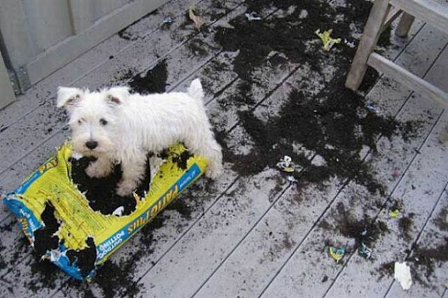 funny cat picture, funny dog picture, pets destroying things