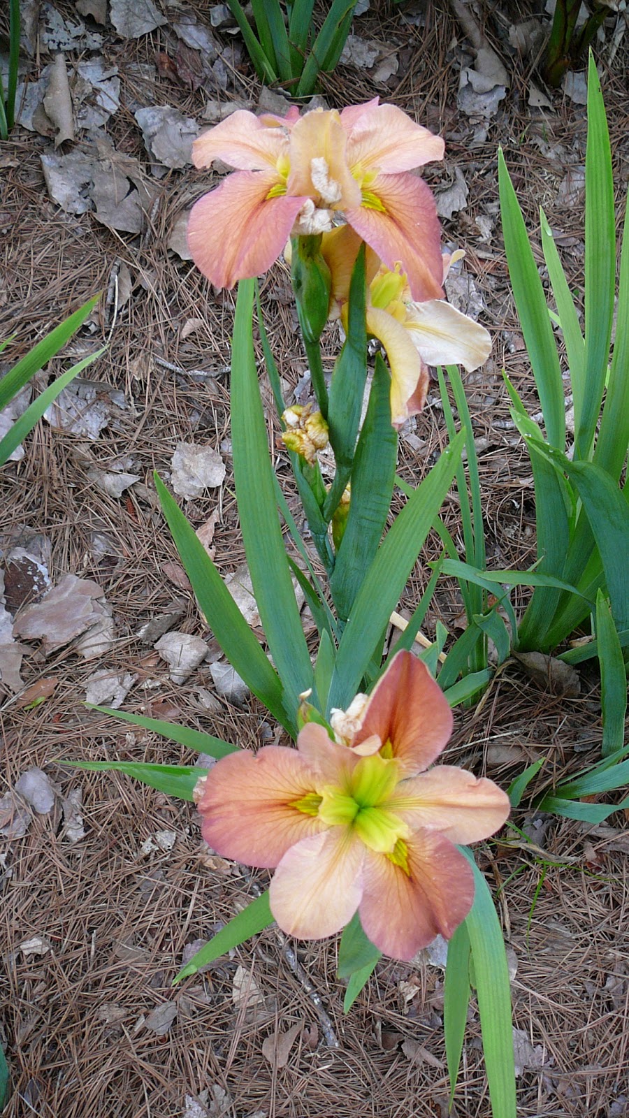 World of Irises Louisiana Iris Bloom Season on Caddo Lake