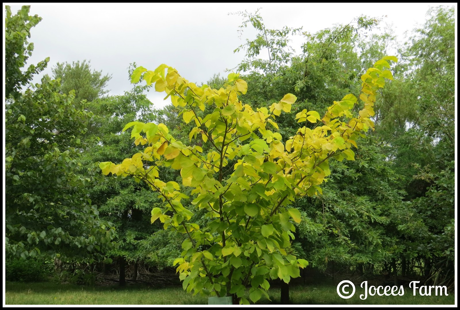 Jocees Farm ABC Wednesday E