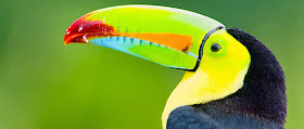 10 Jenis Burung Paling Cantik dari Seluruh Penjuru Dunia