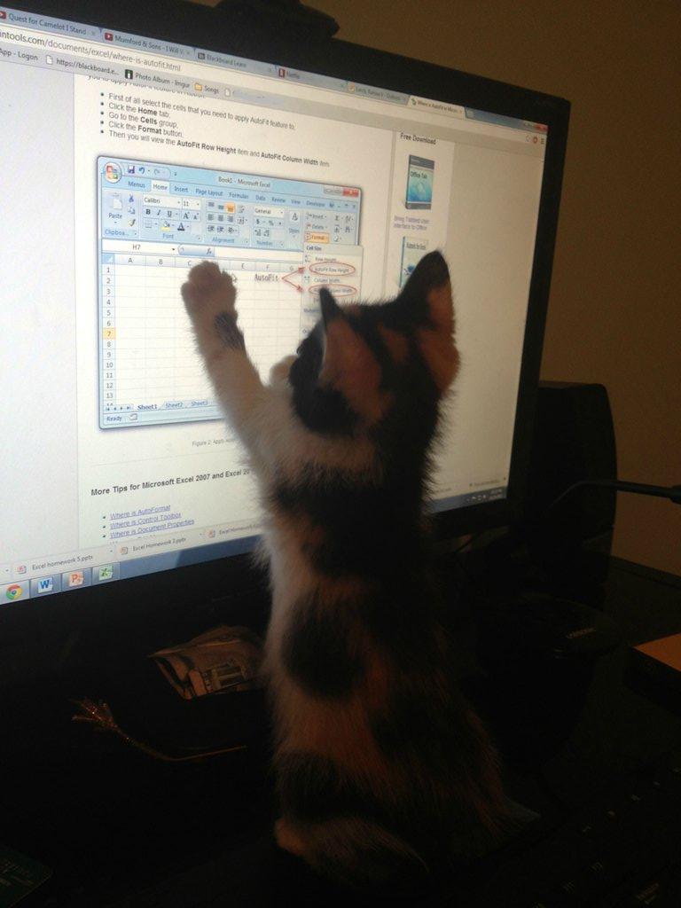 Amazing Creatures Funny Cats Part 22 40 Pics