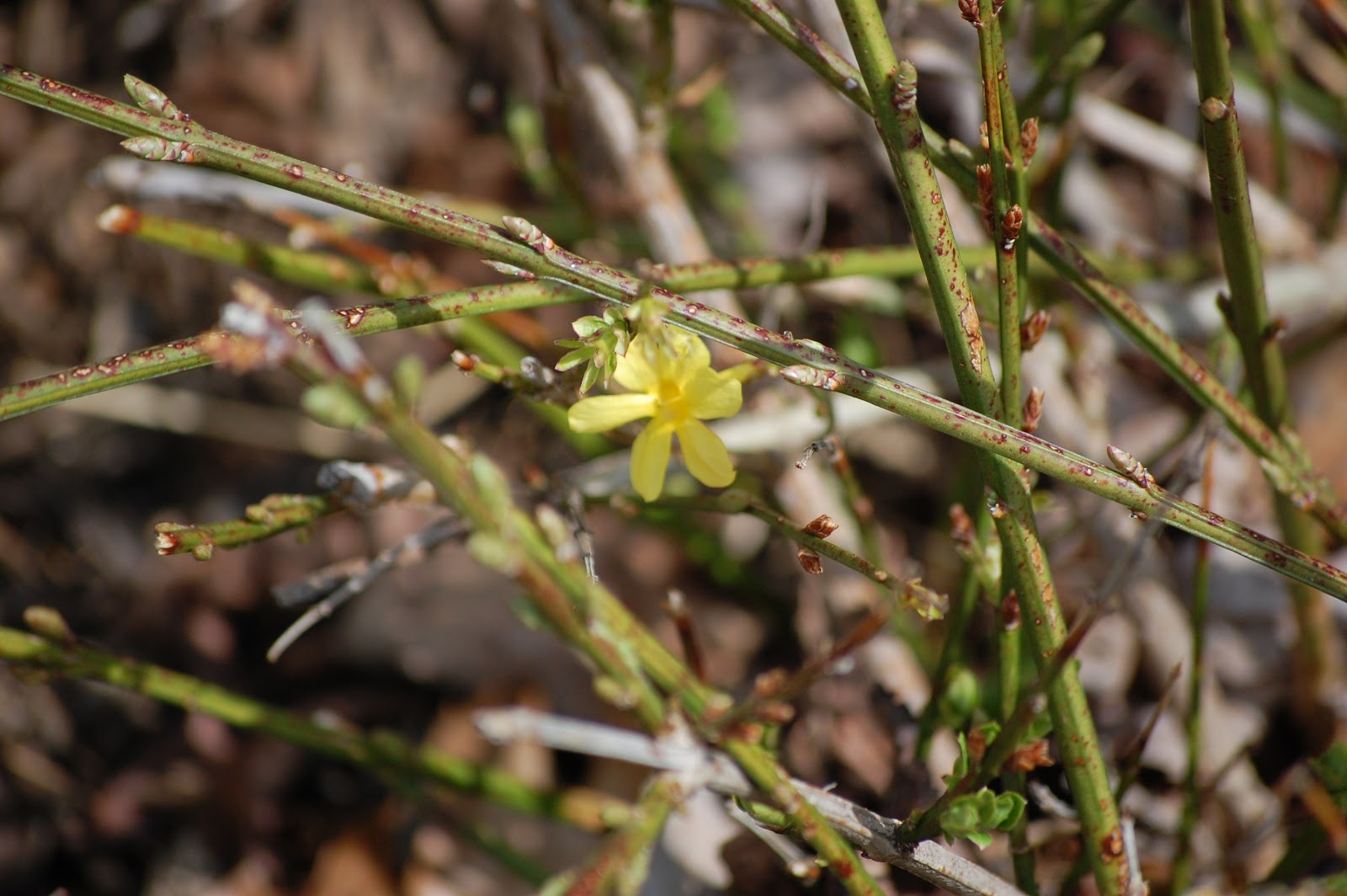 Goldmound Spirea Spiraea Japonica Goldmound In Crown Point