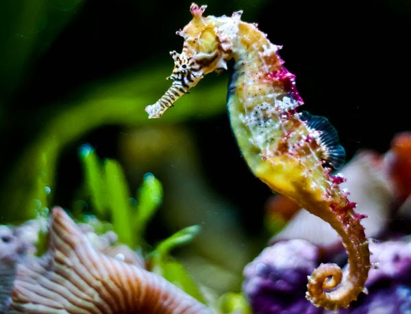 Kuda Laut Berkembang Biak dengan Cara yang Unik