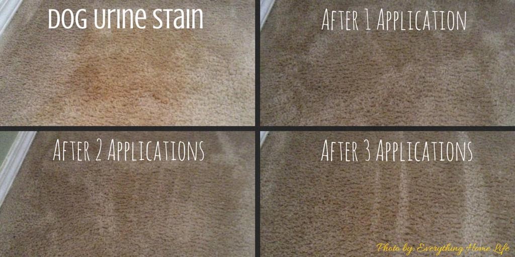 Best Pet Stain Remover