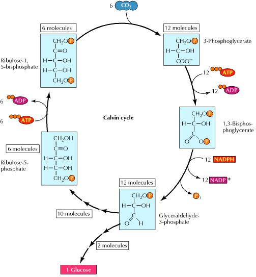 Biologia celular y molecular UG CICLO DE CALVIN