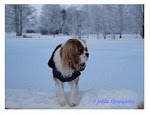 Finaste Cavalieren I Hela Världen