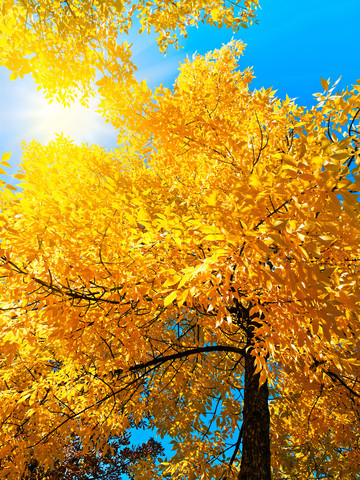 1547298-568613-bright-autumn-golden-tree-in-sunny-day-over-blue-sky.jpg