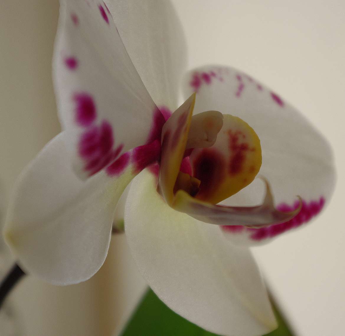 Ailurophile ou félinophile ? Orchidées et chat à la fenêtre