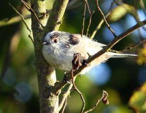 Long-tailed Tit