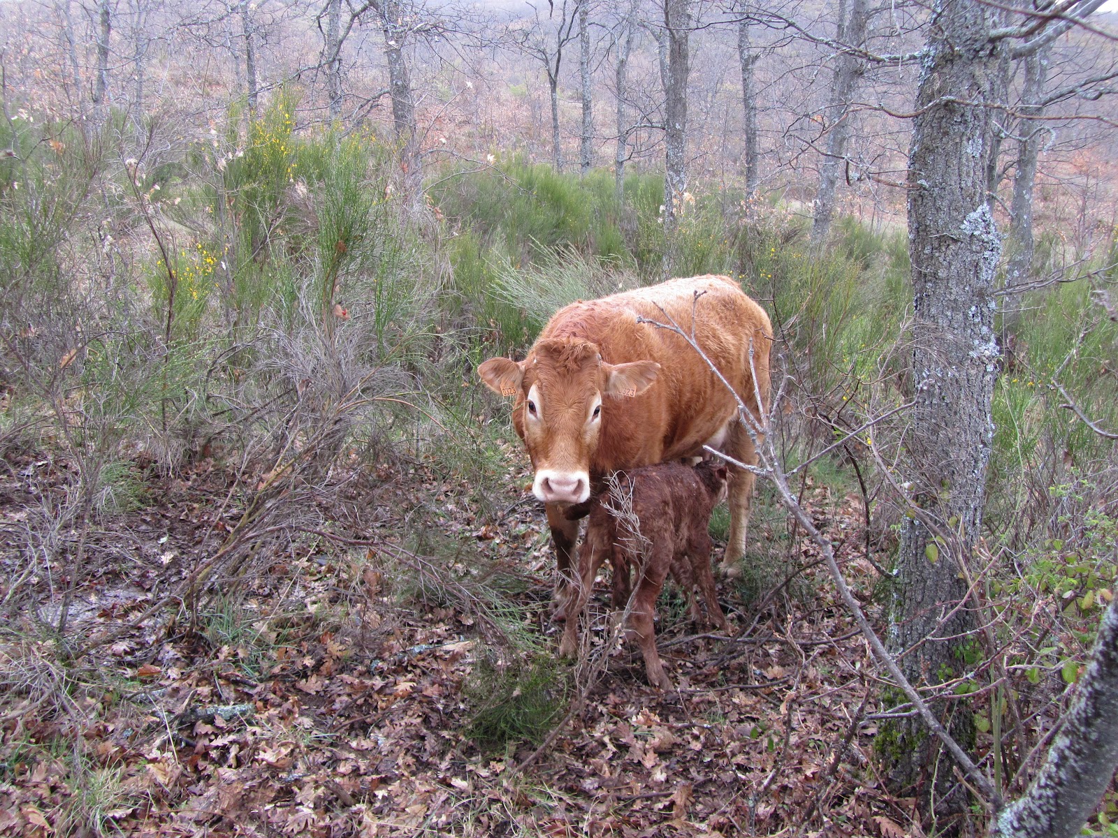 Venta De Vacas Limusinas En Andalucia