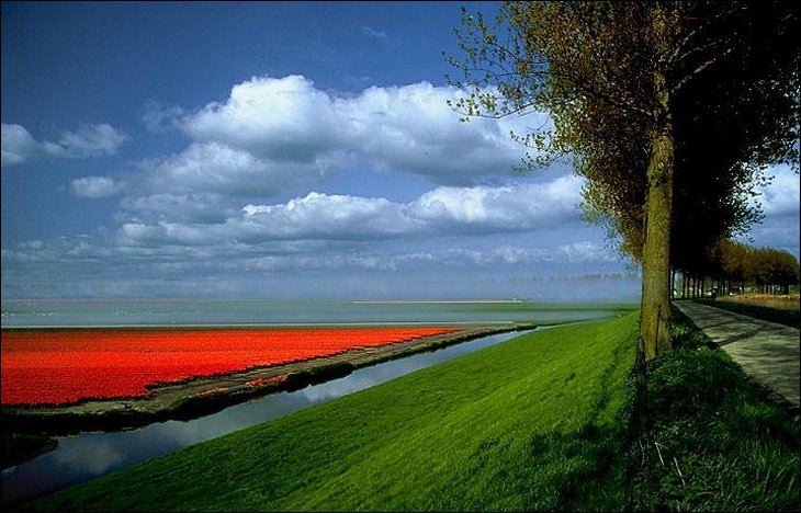 Tulip Garden Seen On www.coolpicturegallery.us Netherland in May Month Seen On www.coolpicturegallery.us