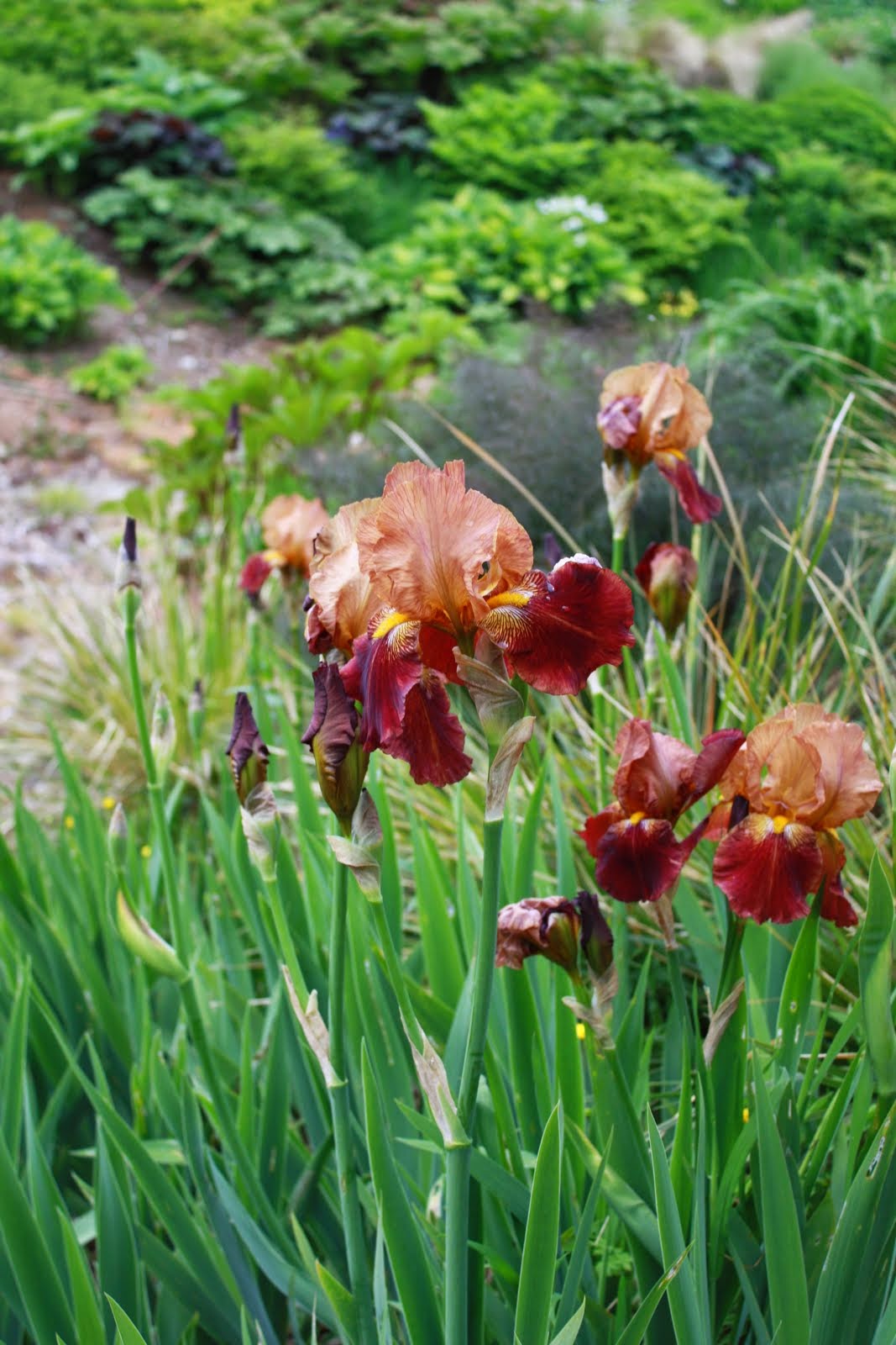 Iris germanica