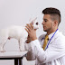 How an Online Booking System Can Help Your Pet Care & Groomer Business
