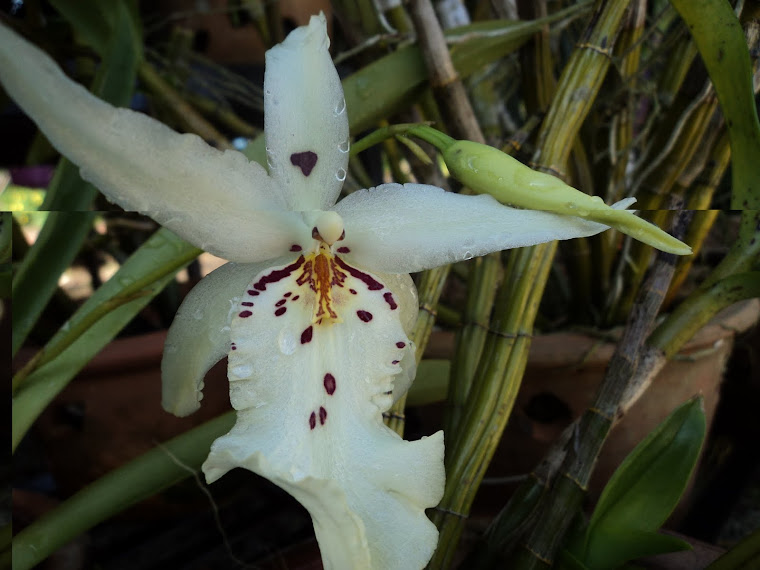 nice oncidium 27.01.2012