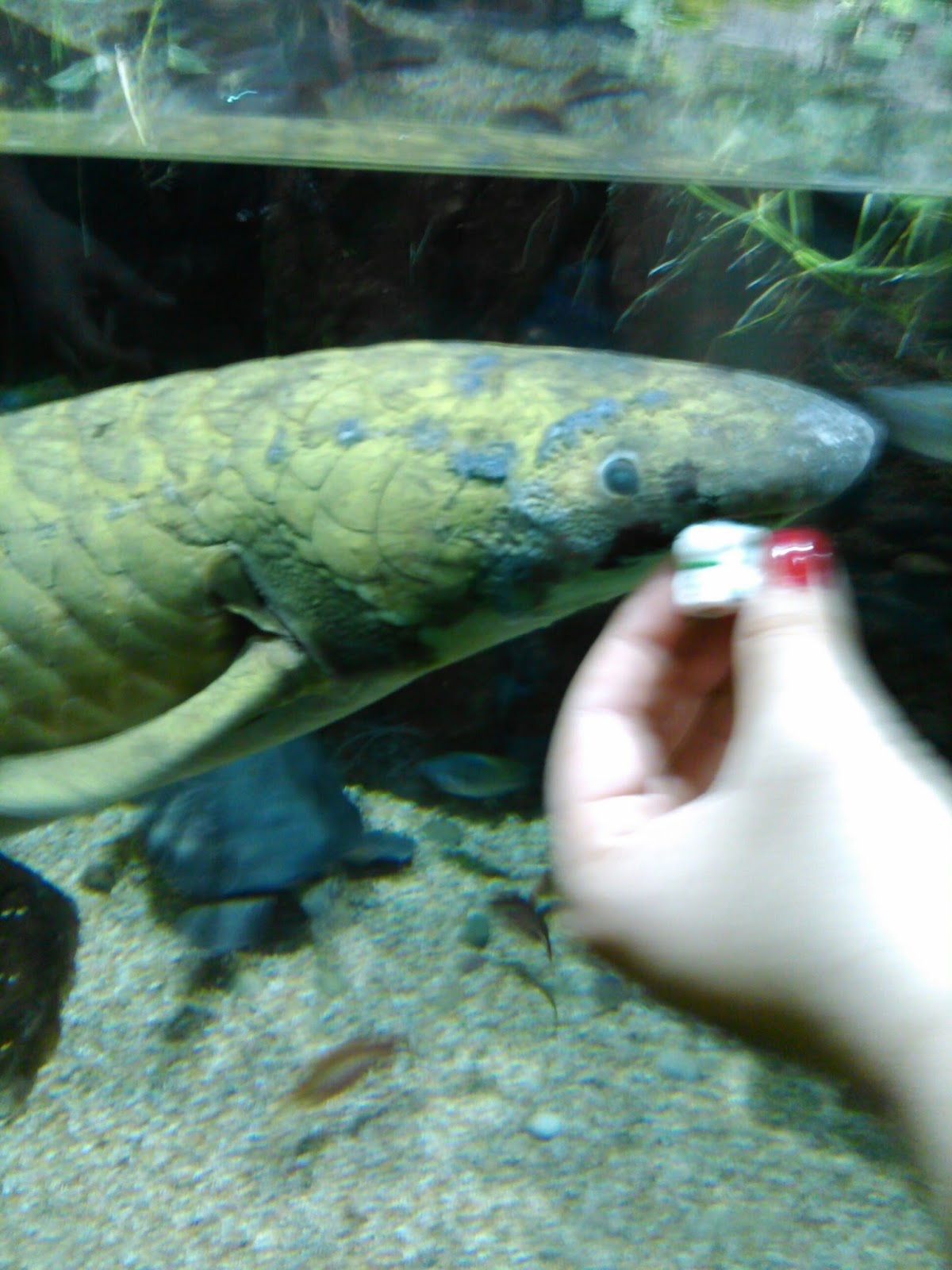 AP Biology Summer Project 16. Scale from an animal with a 2 chambered