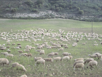 ovejas tamarit llitera