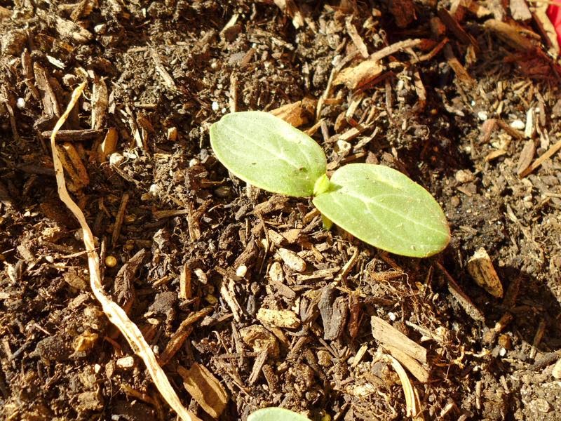 Germination and Radiant Sunlight Garden Update 4/18 Greens and