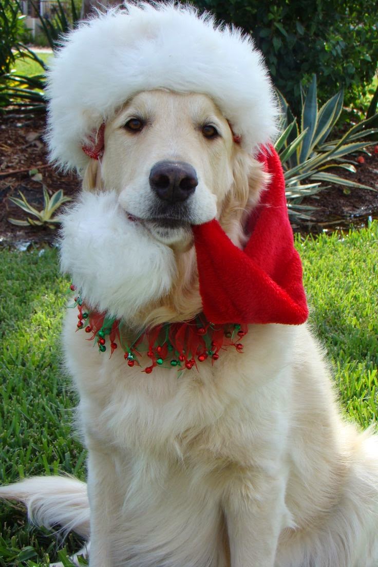 Cute puppy and dog: Cute White Golden Retriever is ready for Christmas