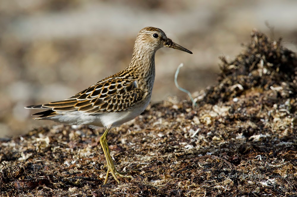 Correlimos pectoral, Calidris melanotos, Pectoral Sandpiper Correlimos pectoral, Calidris melanotos, Pectoral Sandpiper