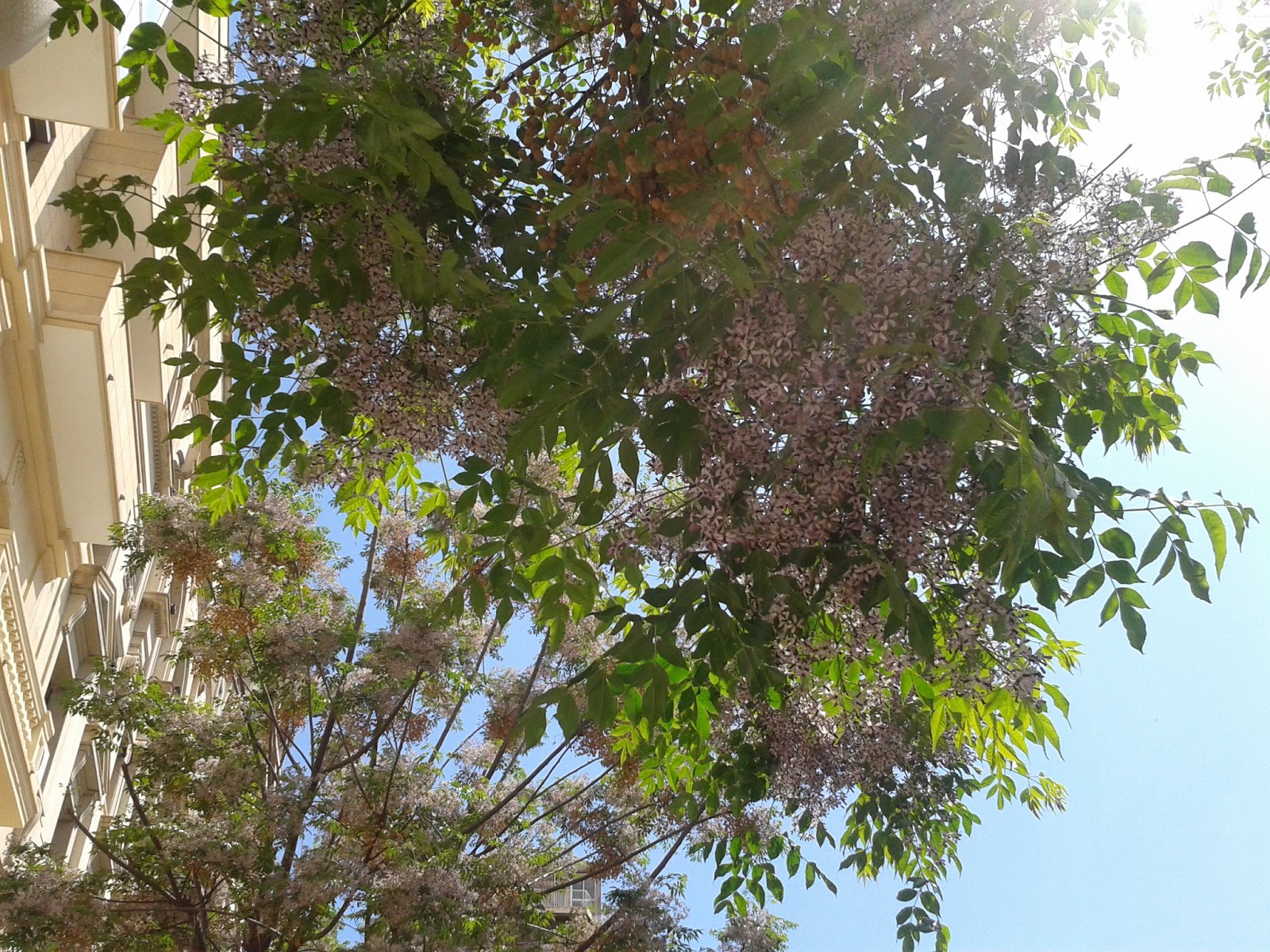 Yo me lo guiso. el árbol del paraíso