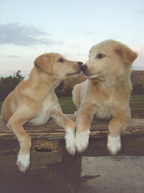 two brown dogs kissing