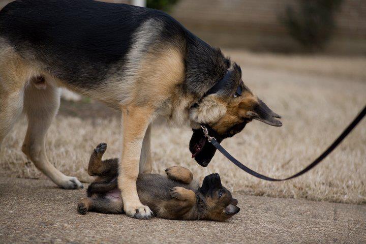 Image Result For German Shepherd Puppies Image Result For German Shepherd Puppies
