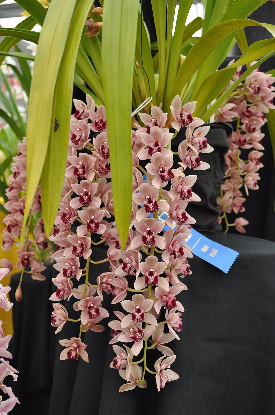 Primarily Cymbidiums Virginia Orchid Society Show, 2011