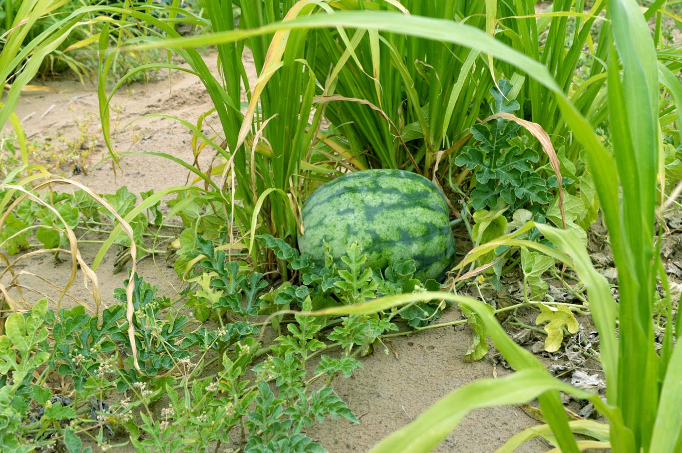 watermelon in farm house watermelon in farm house
