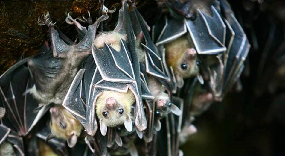 Samal Adventure Tour Monfort batcave bat sanctuary davao philippines