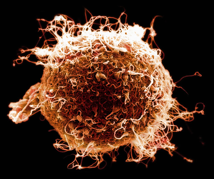 Fertilized egg