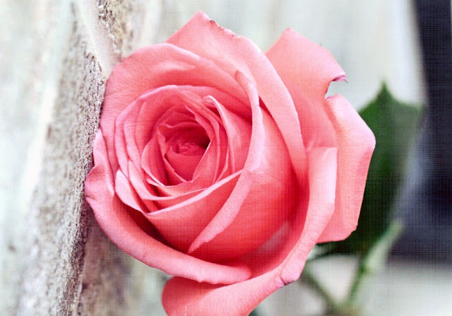 Pink Roses Pictures