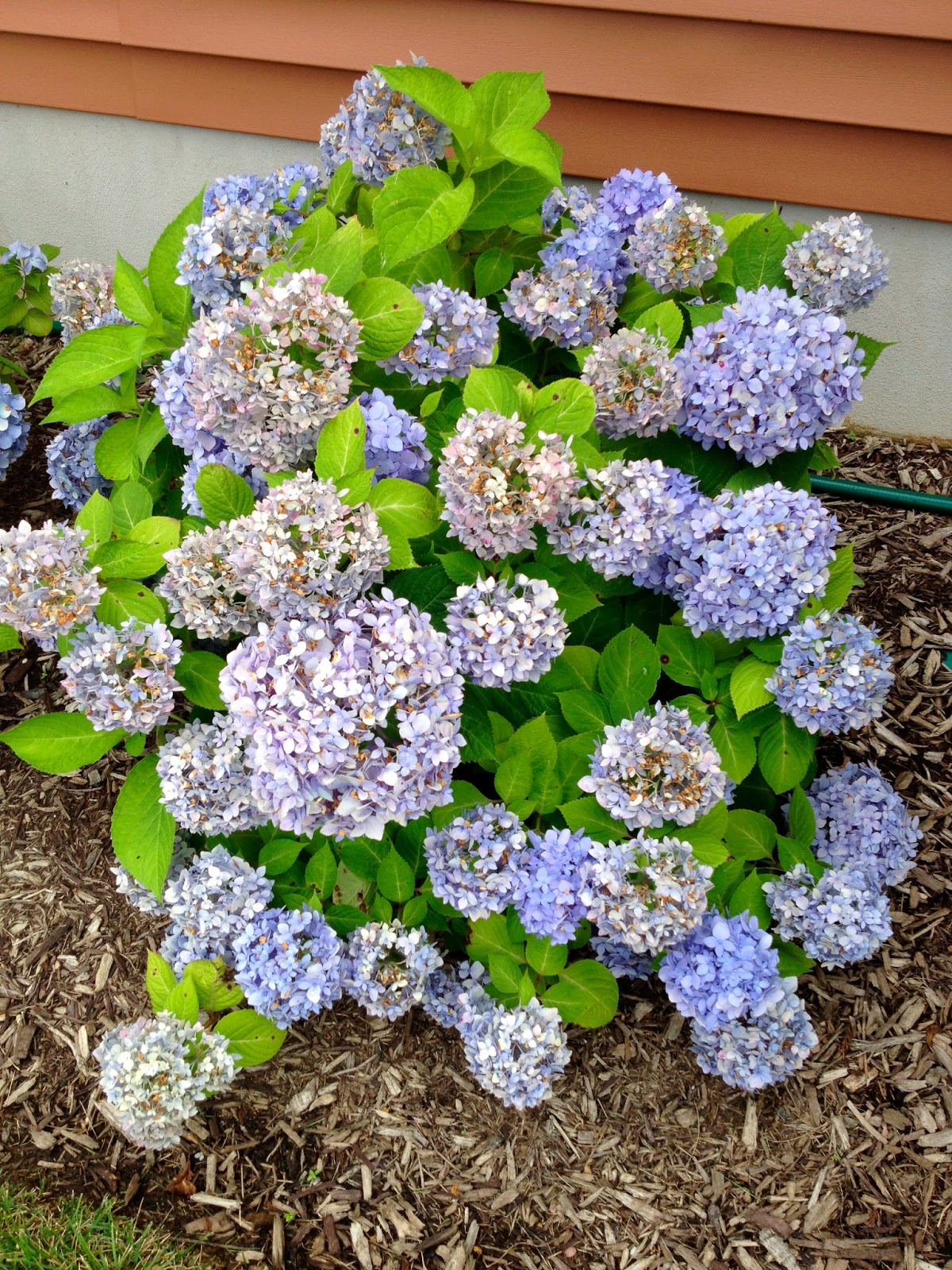 Two It Yourself How to dry hydrangeas