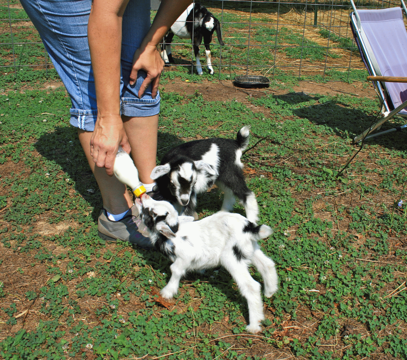 Miniture Nubian Goats