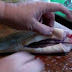 VIDEO: Pescado muerto "despierta" de golpe