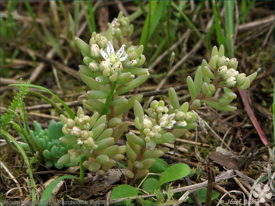 Sedum hispanicum - Rozchodnik siny 