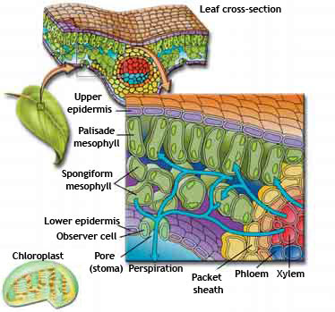 pictures of xylem. xylem and phloem