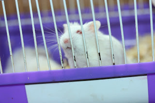 Hamster Campbell Albino
