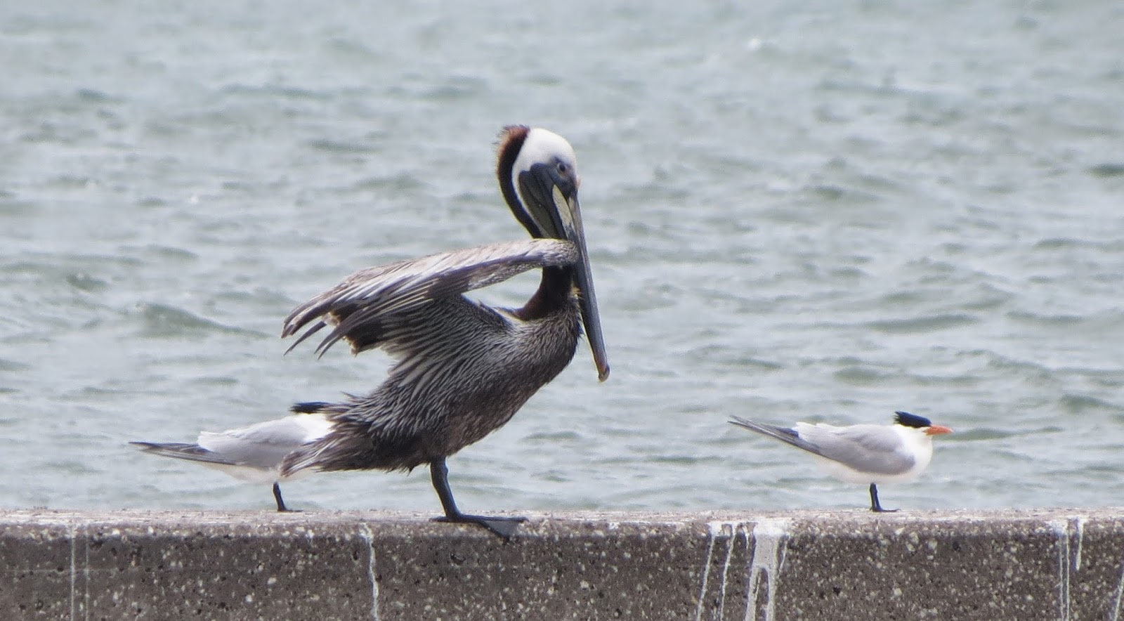 Birding Across Texas Corpus Christi Seawall