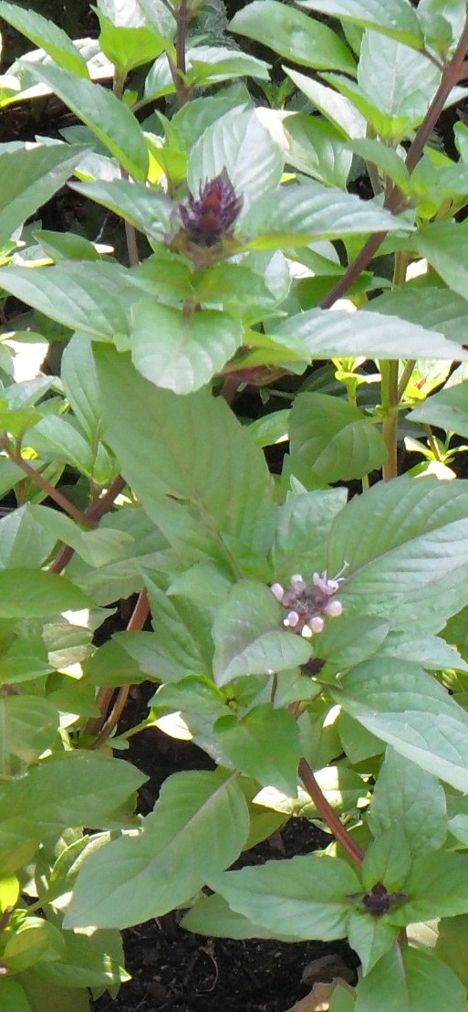 Backyard Patch Herbal Blog Herb of the Week Cinnamon Basil