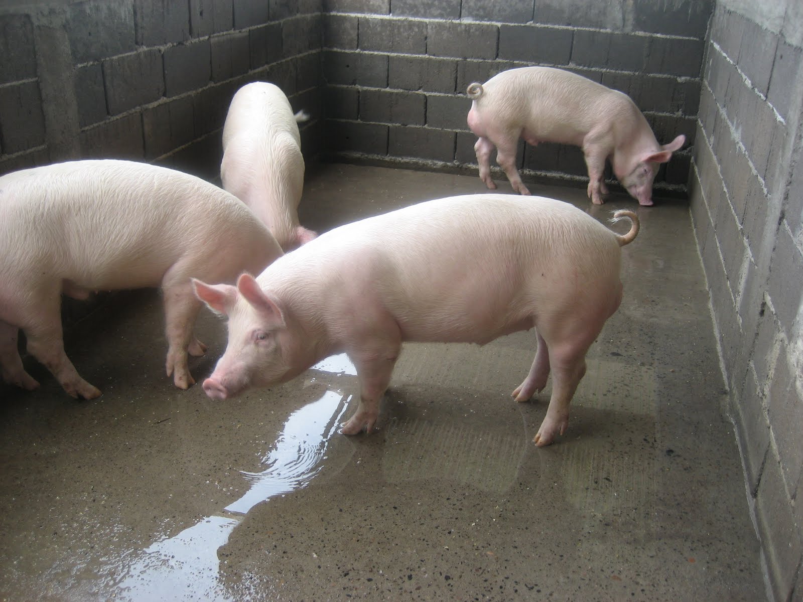 CRIANZA Y EXPLOTACION DE PORCINOS