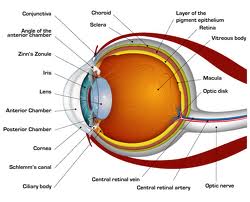 double pupil wikipedia double pupil wikipedia